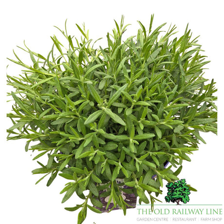 Lavandula 'Hidcote' Plant - 5Ltr Pot