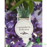 Lavandula 'Hidcote' Plant - 5Ltr Pot