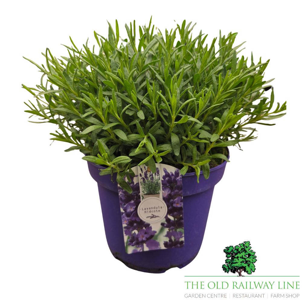 Lavandula 'Hidcote' Plant - 5Ltr Pot