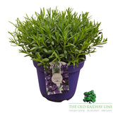 Lavandula 'Hidcote' Plant - 5Ltr Pot