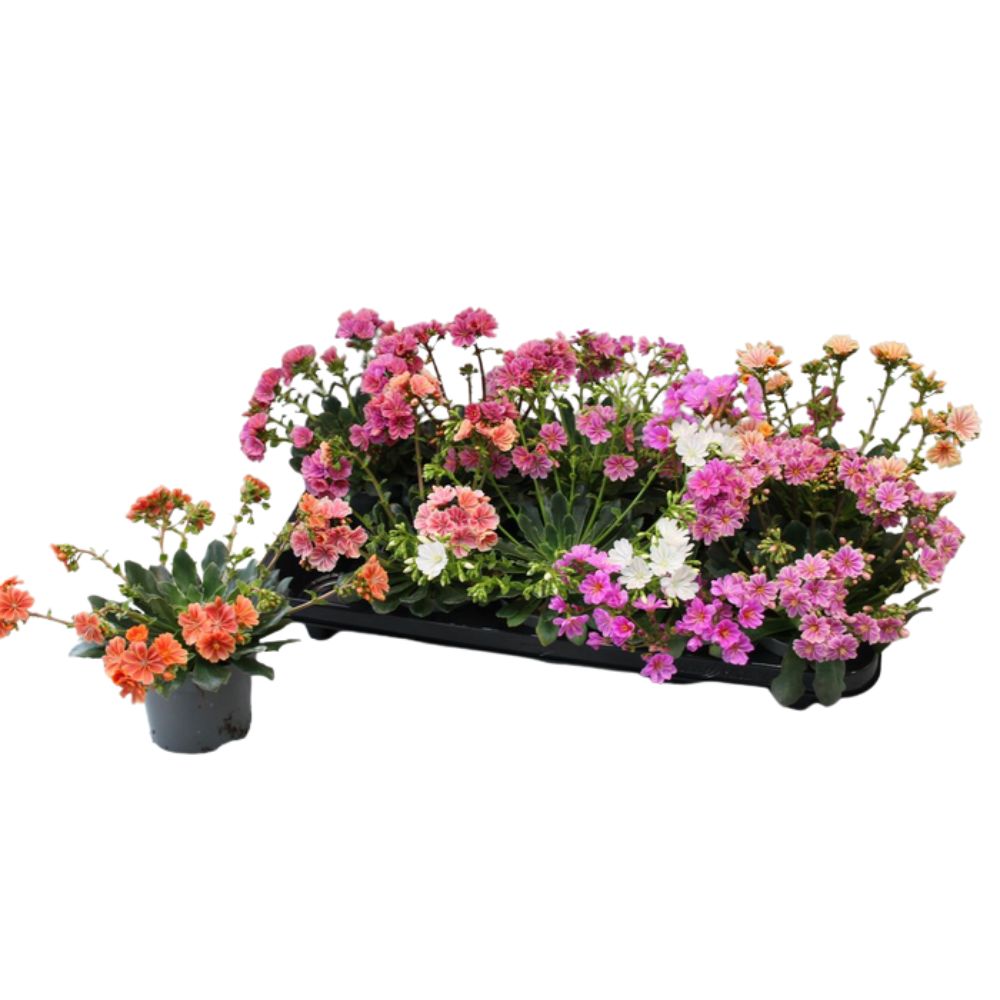 Lewisia 'Mountain Dreams' Plant 13cm Pot - Mixed