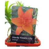 Lilium 'Asiatic Orange' Lily Plant - 1.4Ltr Pot