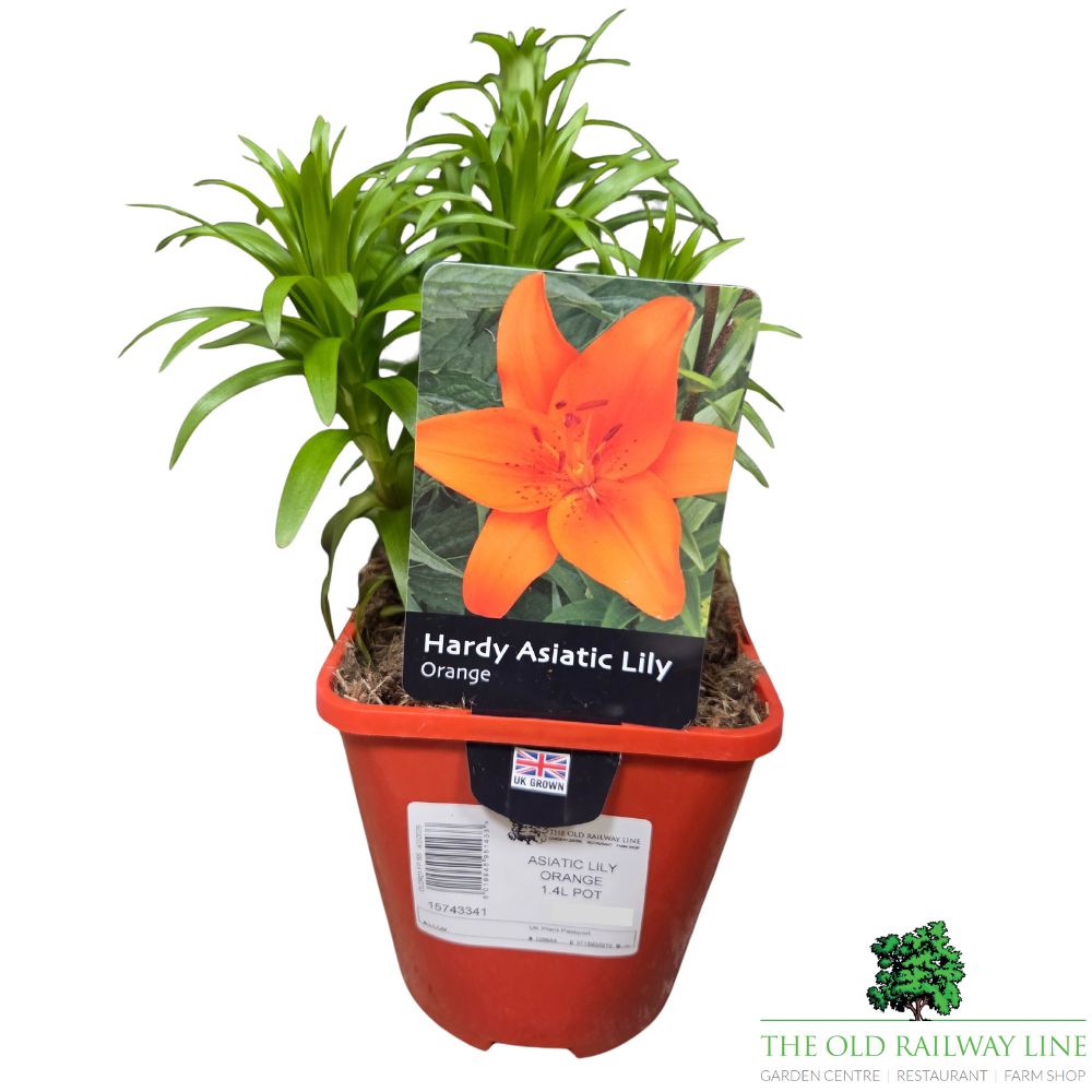 Lilium 'Asiatic Orange' Lily Plant - 1.4Ltr Pot
