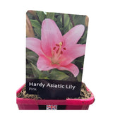 Lilium 'Asiatic Pink' Lily Plant - 1.4Ltr Pot