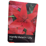 Lilium 'Asiatic Red' Lily Plant - 1.4Ltr Pot