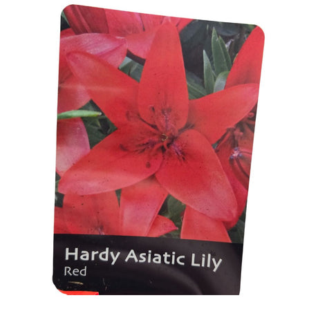 Lilium 'Asiatic Red' Lily Plant - 1.4Ltr Pot
