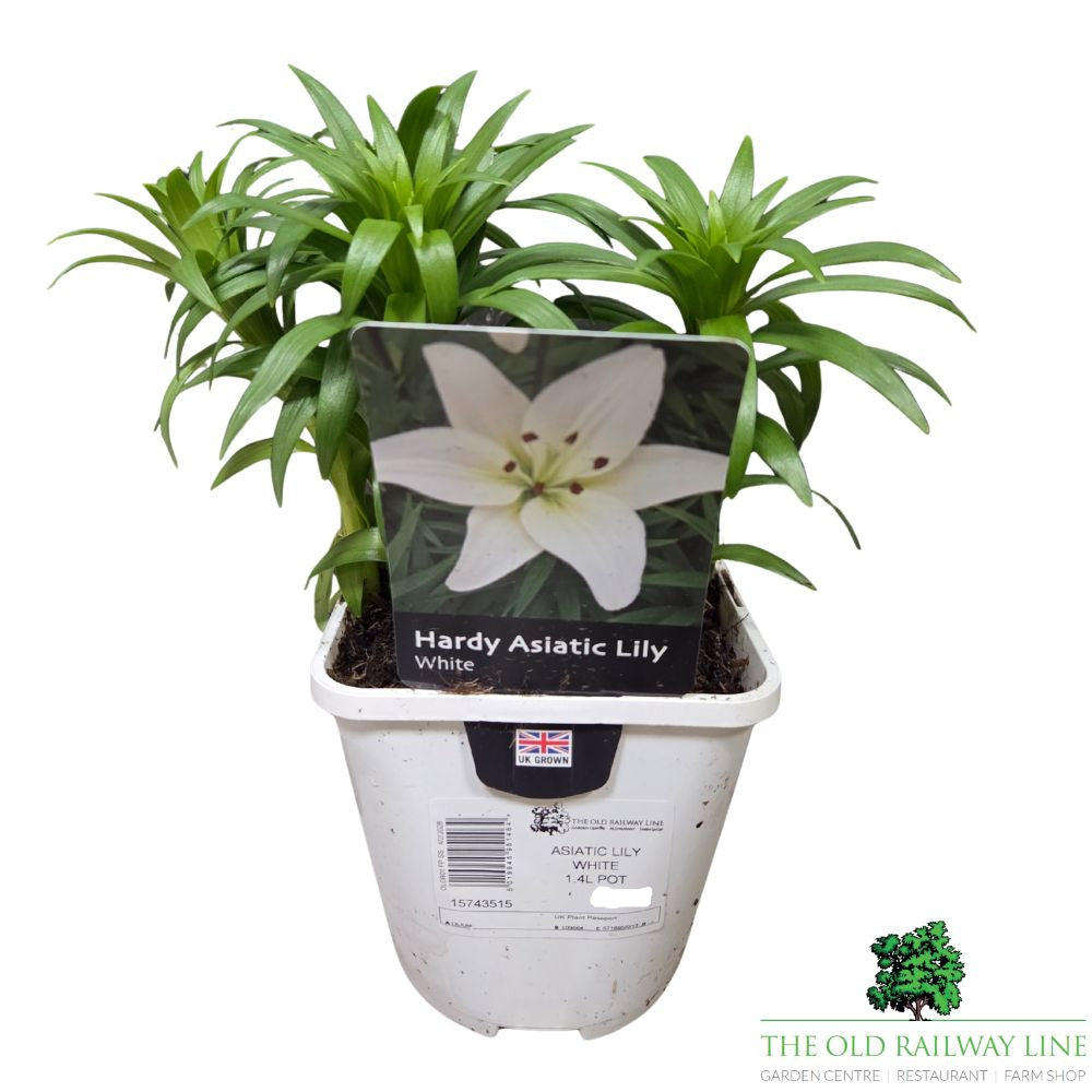 Lilium 'Asiatic White' Lily Plant - 1.4Ltr Pot