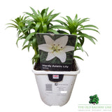 Lilium 'Asiatic White' Lily Plant - 1.4Ltr Pot