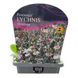 Lychnis coronaria 'Angel Blush' Plant - 1Ltr Pot