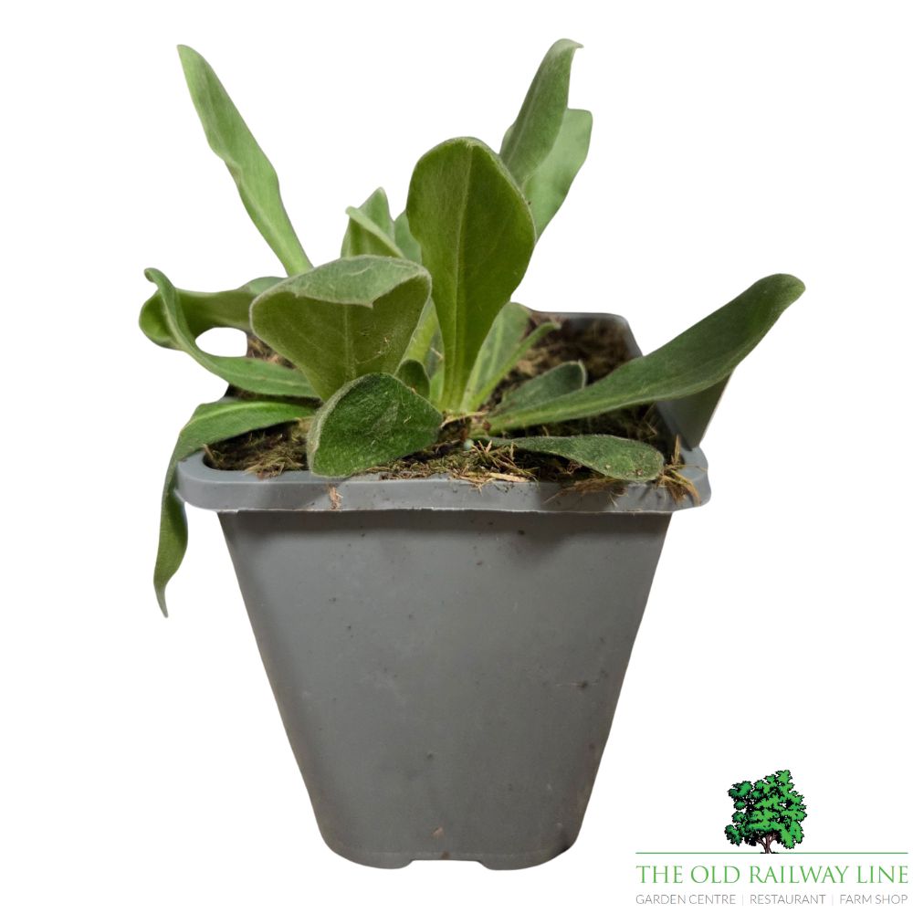 Lychnis coronaria 'Angel Blush' Plant - 1Ltr Pot