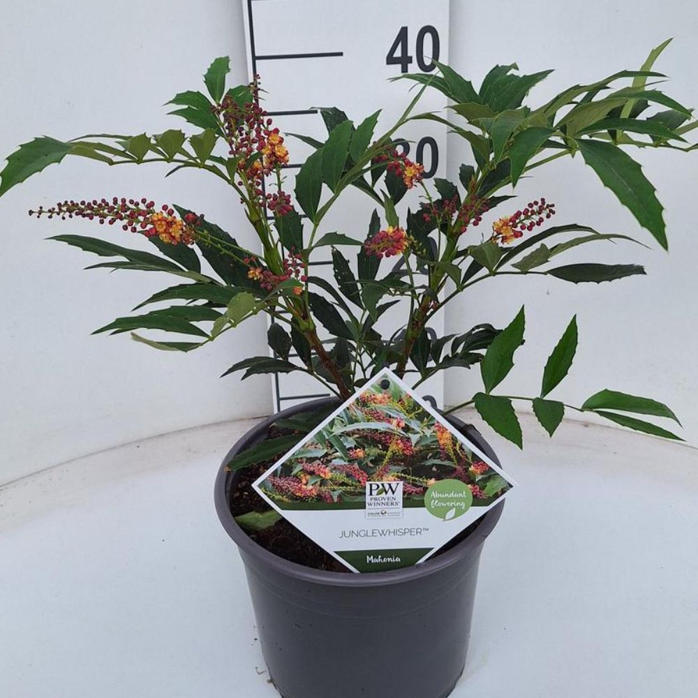Mahonia Jungle Whisper Plant 4Ltr Pot