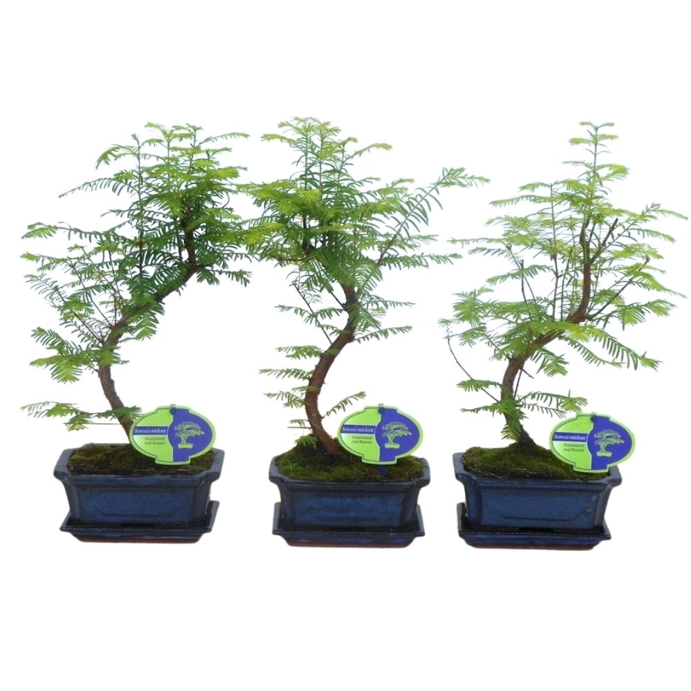 Metasequoia glyptostroboides - Shaped Outdoor Bonsai Plant - 15cm Pot
