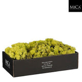 Mica Decorations 500g Green Reindeer Moss