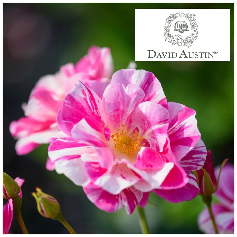 David Austin Rose Talk - Thursday 25th June - 10:30am