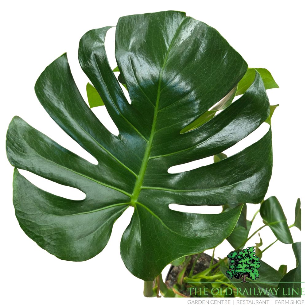 Monstera Deliciosa 'Swiss Cheese Plant' Houseplant - 23cm Pot