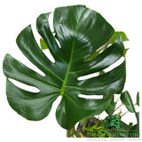 Monstera Deliciosa 'Swiss Cheese Plant' Houseplant - 23cm Pot