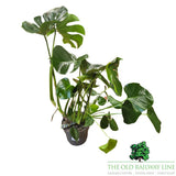 Monstera Deliciosa 'Swiss Cheese Plant' Houseplant - 23cm Pot