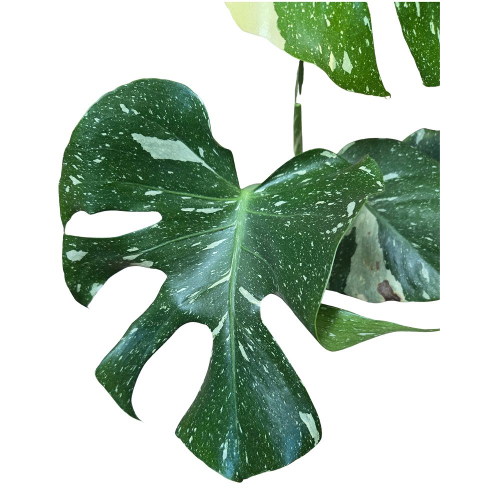 Monstera 'Thai Constellation' Housplant - 14cm Pot