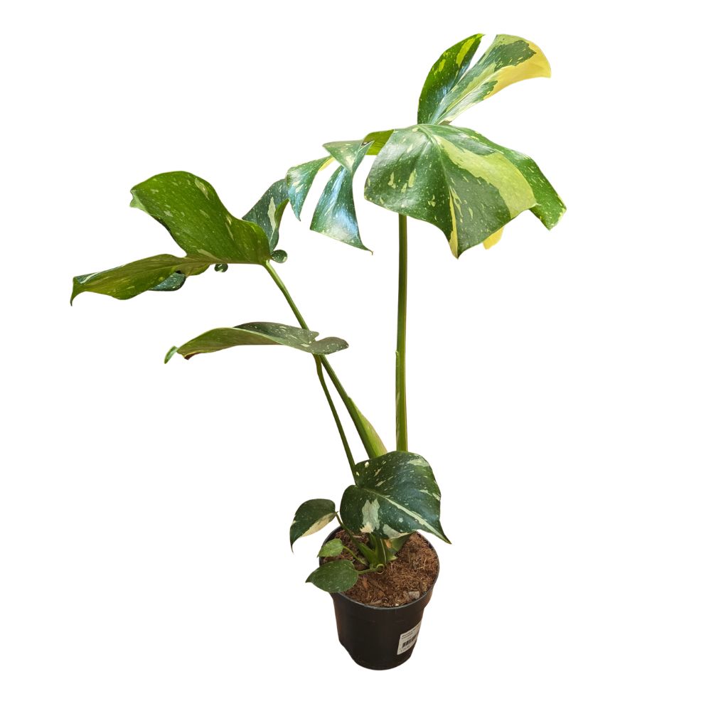Monstera 'Thai Constellation' Housplant - 14cm Pot