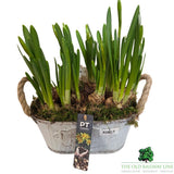 Narcissus Tete a Tete 'Daffodil' Trough - 24cm Pot