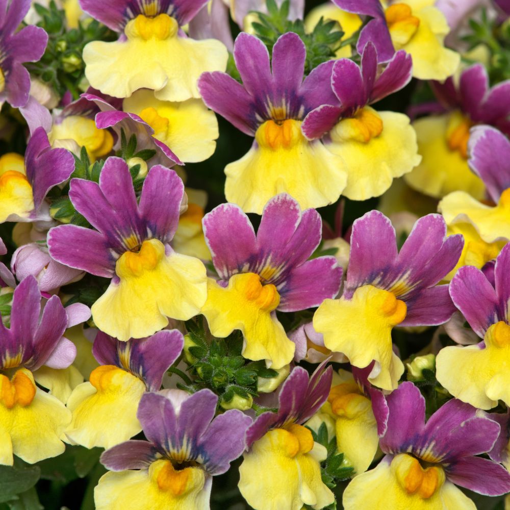Nemesia Lady Lucy Plug Plant