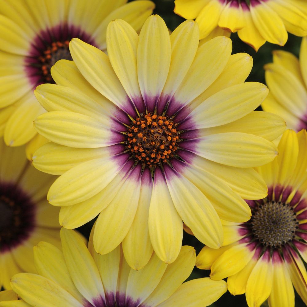 Osteospermum Serenity Blue Eye Beauty Bedding Plug PLant