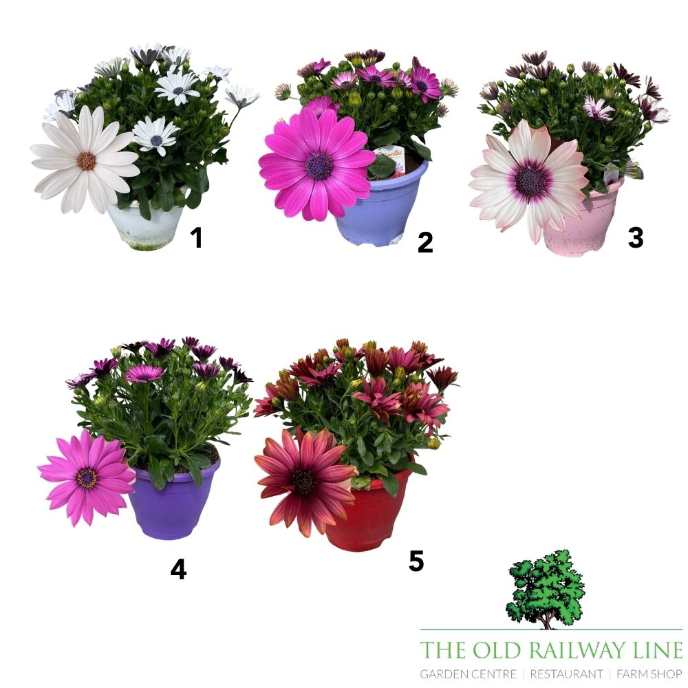 Osteospermum Senorita Mix Plant - 3Ltr Pot - 2 FOR £20