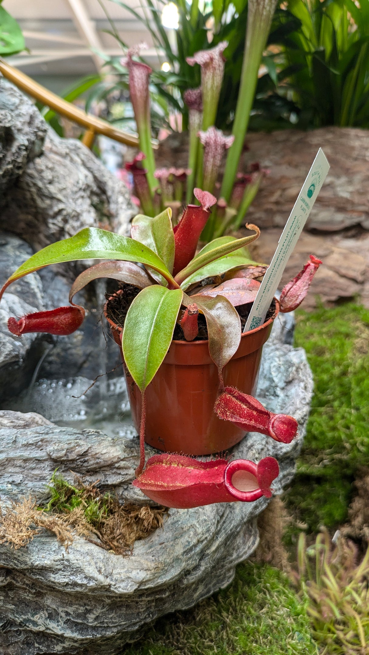 Nepenthes 'Bloody Mary' 8.5cm Pot