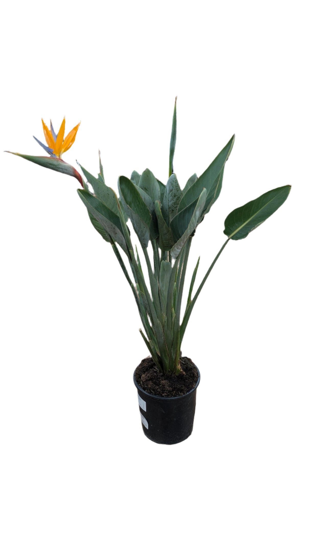 Strelitzia Reginae 'Bird of Paradise' Houseplant 27cm Pot
