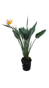 Strelitzia Reginae 'Bird of Paradise' Houseplant 27cm Pot