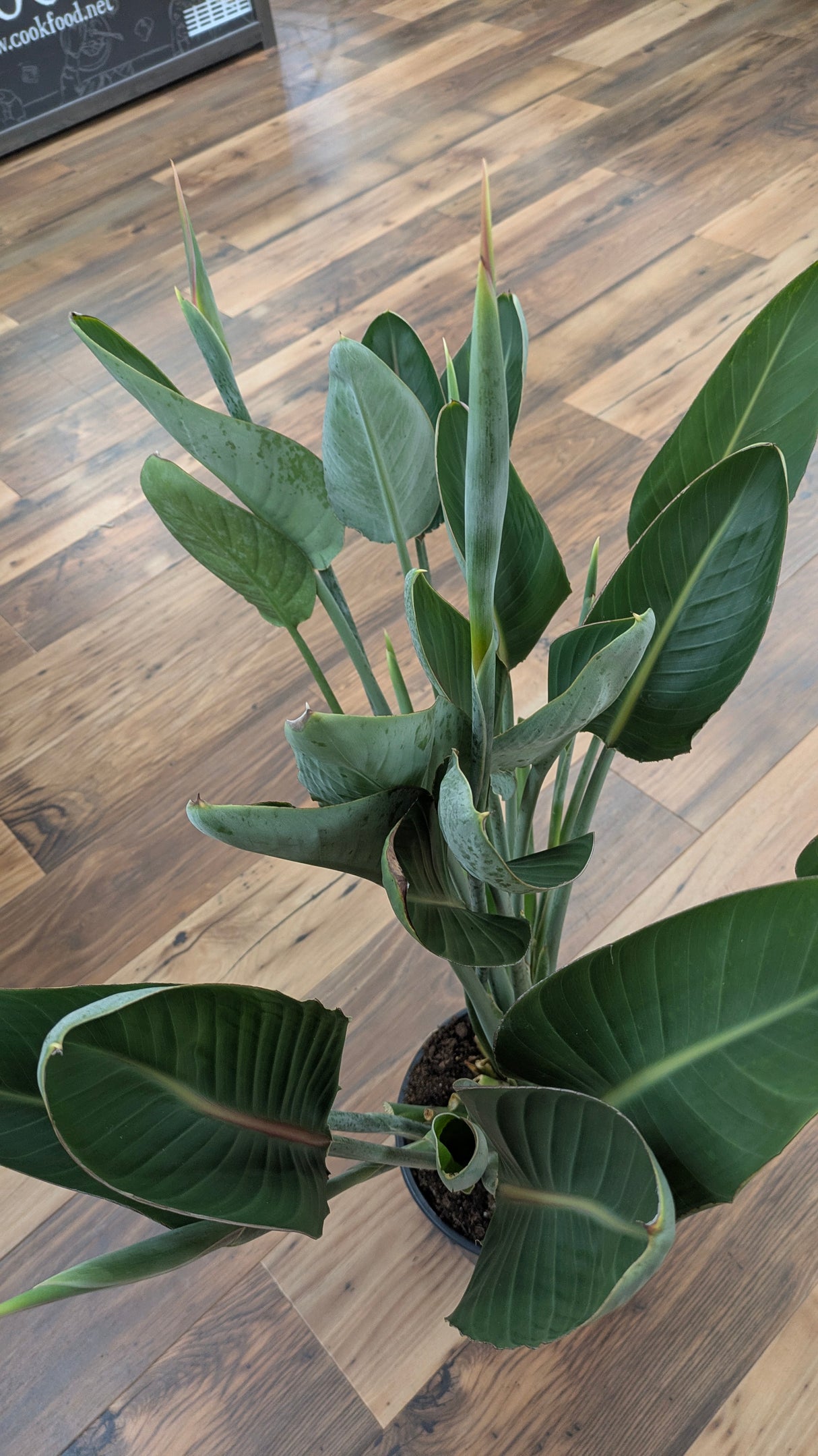 Strelitzia Reginae 'Bird of Paradise' Houseplant 27cm Pot