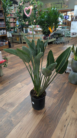 Strelitzia Reginae 'Bird of Paradise' Houseplant 27cm Pot