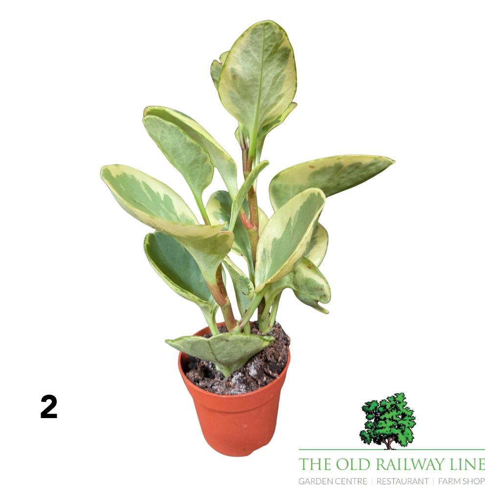 Peperomia Mini Houseplants Mixed - 8.5cm Pot - (Choice of 3)