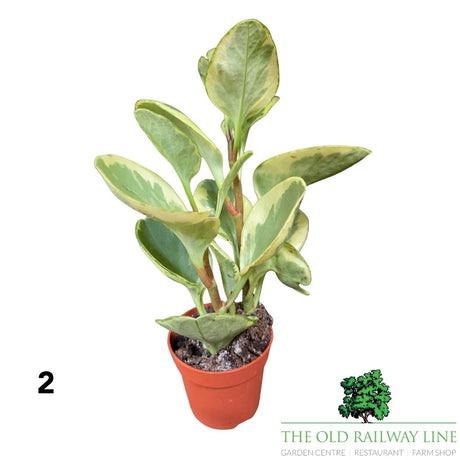 Peperomia Mini Houseplants Mixed - 8.5cm Pot - (Choice of 3)