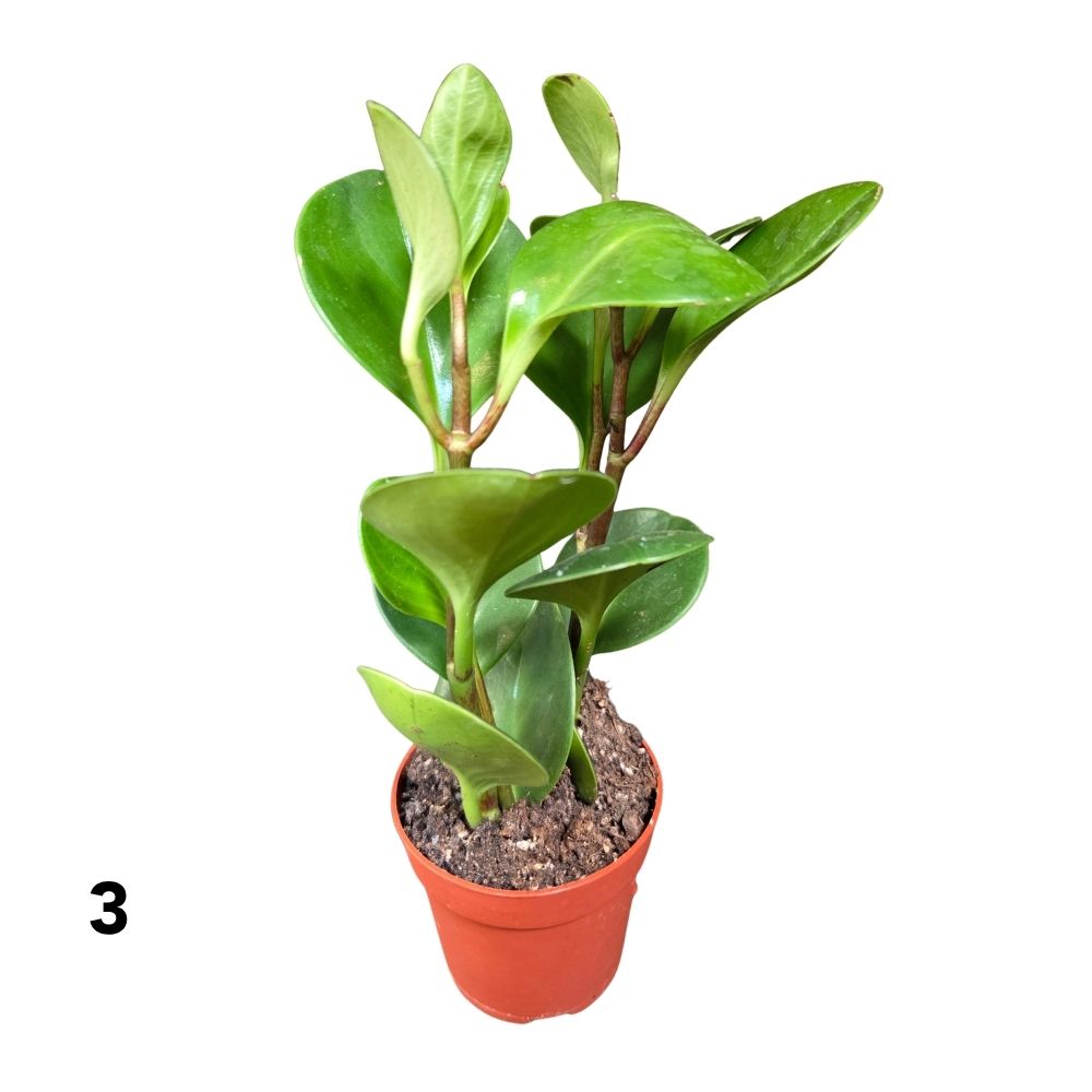 Peperomia Mini Houseplants Mixed - 8.5cm Pot - (Choice of 3)
