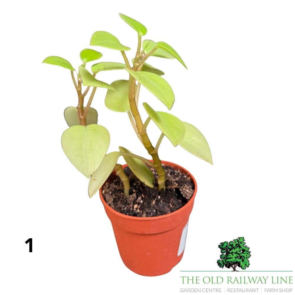 Peperomia Mini Houseplants Mixed - 8.5cm Pot - (Choice of 3)