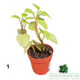 Peperomia Mini Houseplants Mixed - 8.5cm Pot - (Choice of 3)