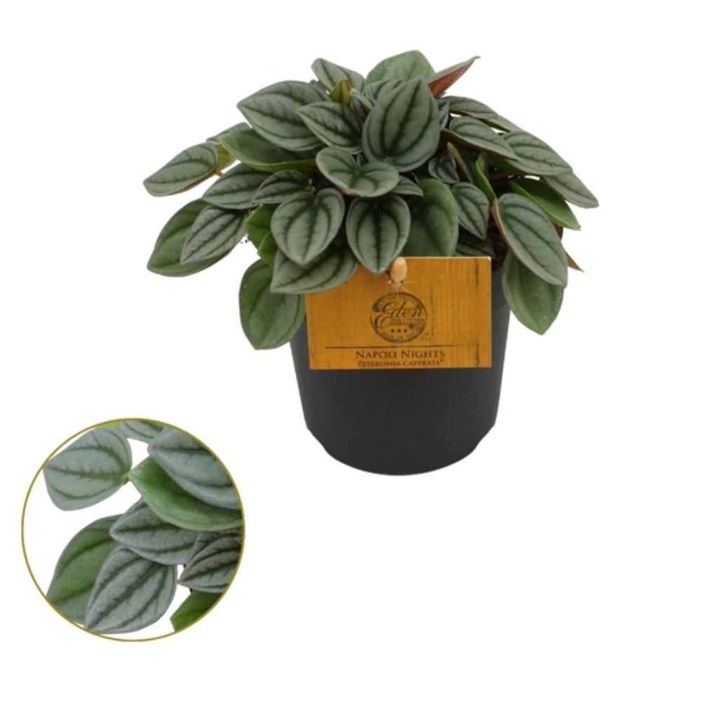 Peperomia 'Napoli Nights' Plant - 10.5cm Pot