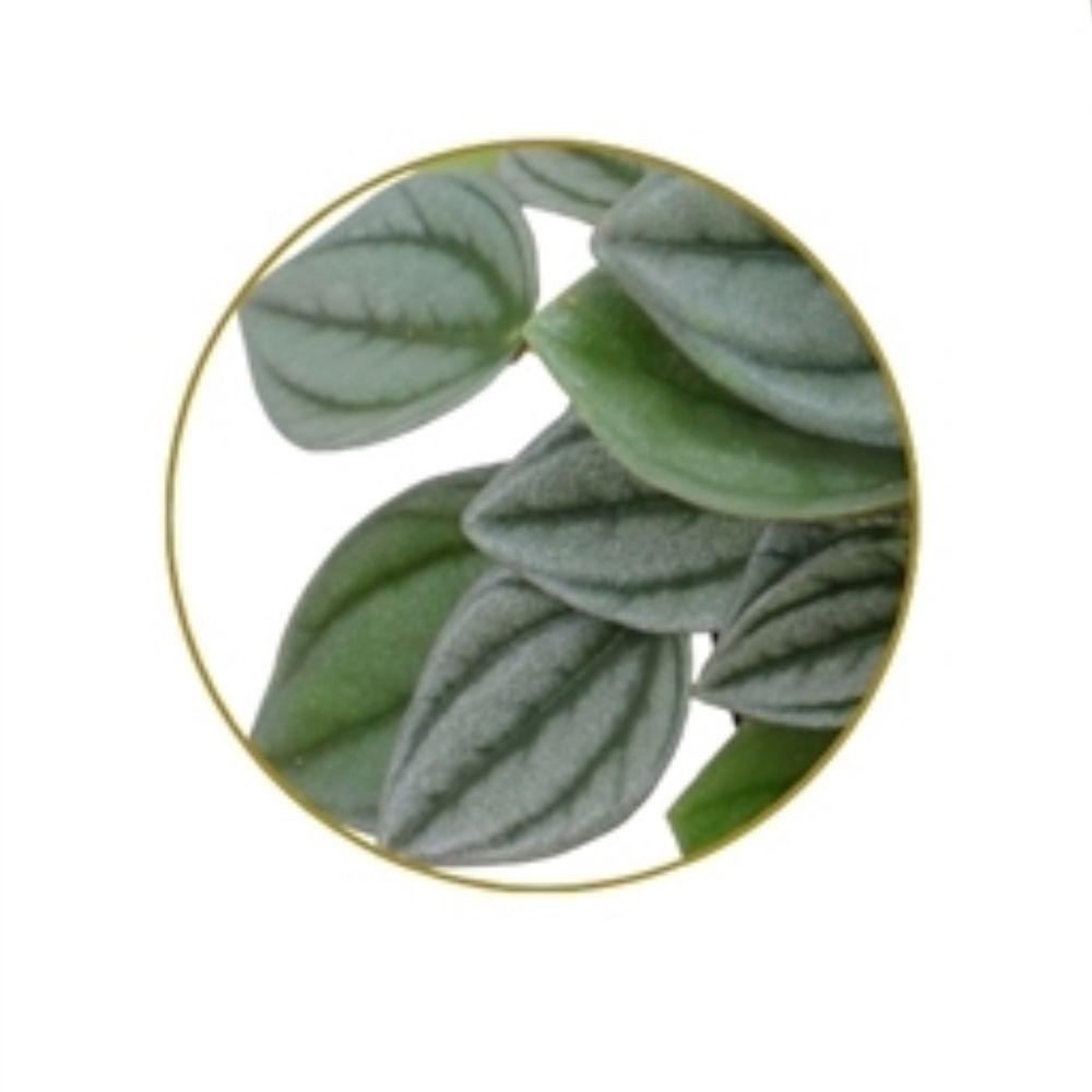 Peperomia 'Napoli Nights' Plant - 10.5cm Pot