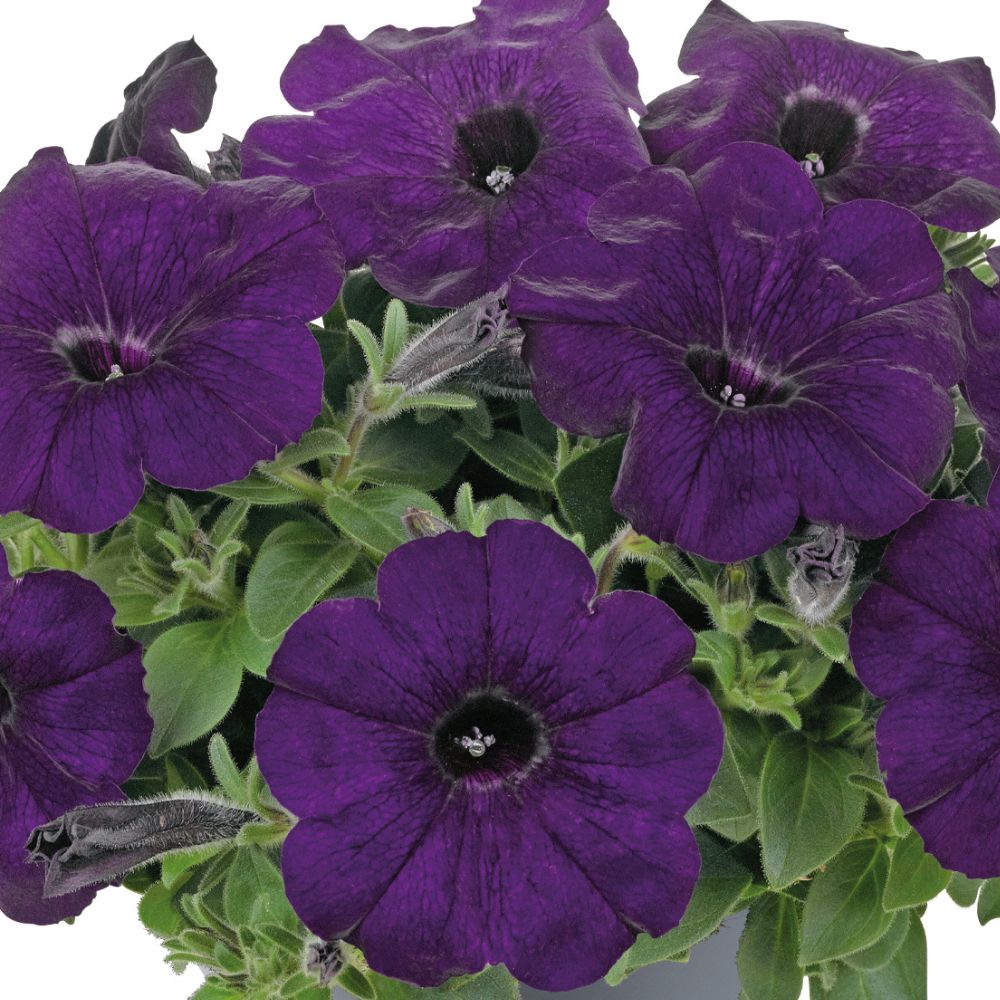 Petunia Go Tunia Dark Blue Plug Plants