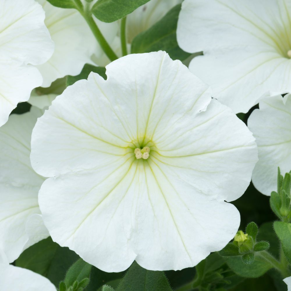 Petunia Go Tunia White Improved Plug Plants