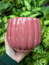 Mica Decorations Colourful Carna Round L. Pot (Choice of 4) - 1174012