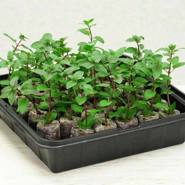 Fothergils 35 Plantable Pellets Self-Watering Mini Greenhouse