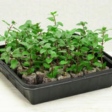 Fothergils 35 Plantable Pellets Self-Watering Mini Greenhouse