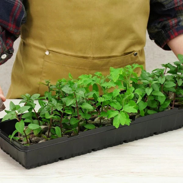 Fothergils 36 Plantable Pellets Greenhouse Kit