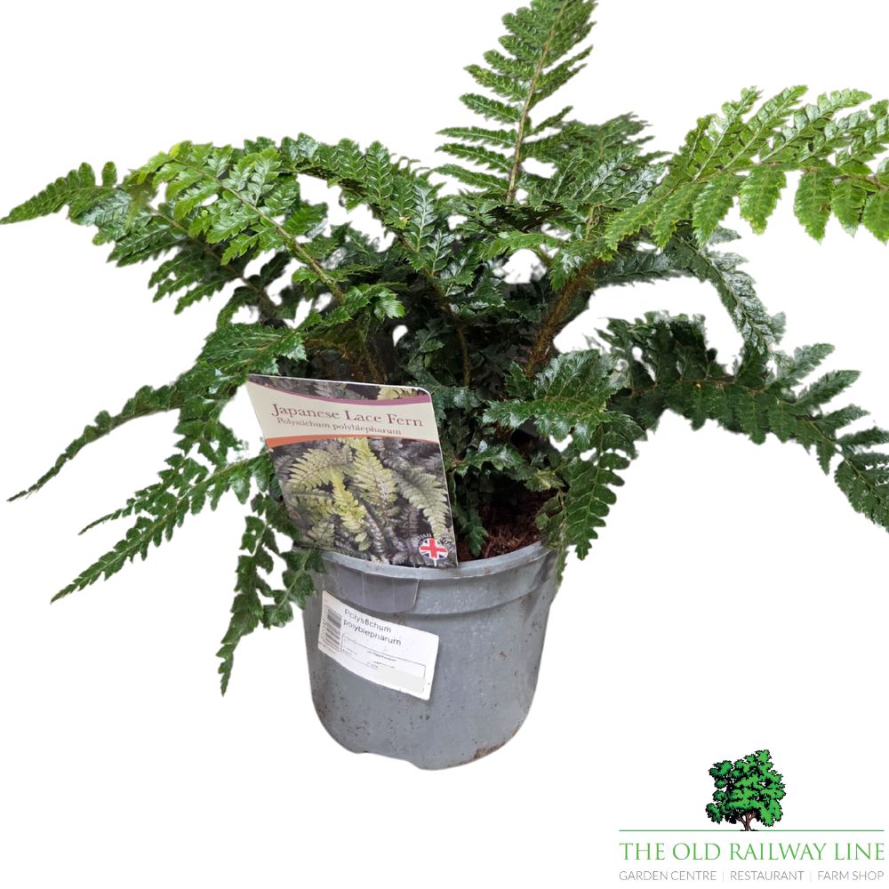 Polystichum polyblepharum Japanese Lace Fern - 2Ltr Pot