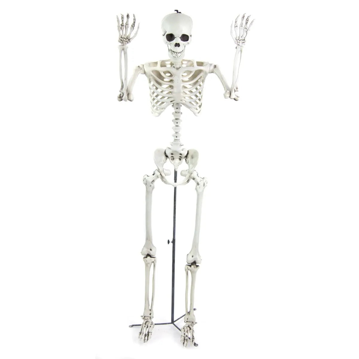 Premier 1.5m Standing Posable Skeleton