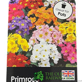 Primula vulgaris 'Candy Baby Pink' English Primrose 1Ltr Pot