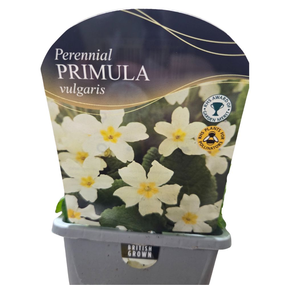 Primula Vulgaris 'English Primrose' Plant - 1Ltr Pot