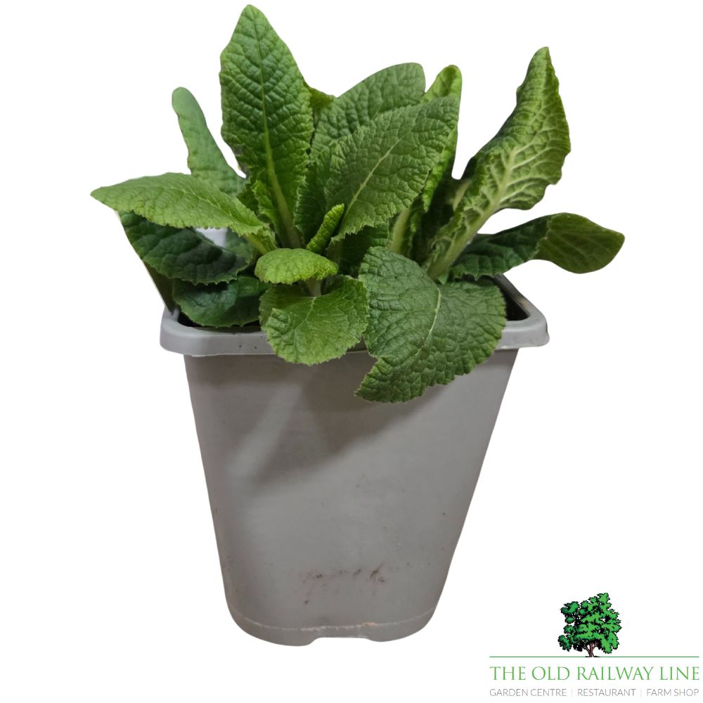 Primula Vulgaris 'English Primrose' Plant - 1Ltr Pot